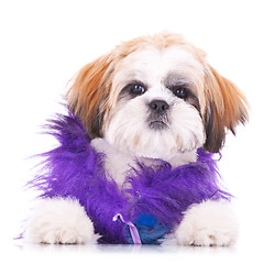 Image showing adorable dressed shih tzu puppy