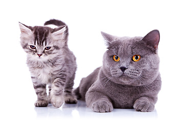 Image showing adorable cats