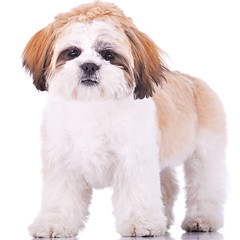 Image showing standing shih tzu