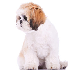 Image showing shih tzu looking at its side