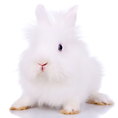 Image showing curious little white bunny