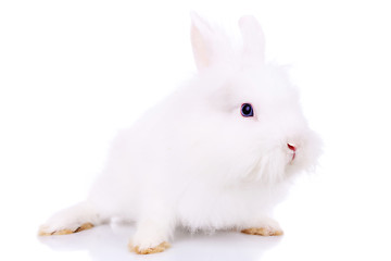 Image showing side view of a cute little white bunny