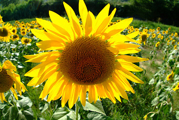 Image showing Sonnenblume | sunflowers