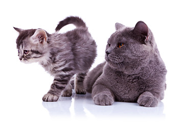 Image showing adorable cats on white background