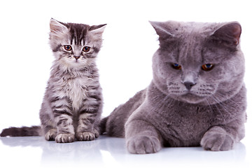 Image showing two curious british cats looking down