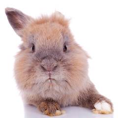 Image showing  curious little brown rabbit