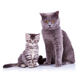 Image showing two very curious british cats