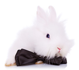 Image showing cute little rabbit  with neck bow