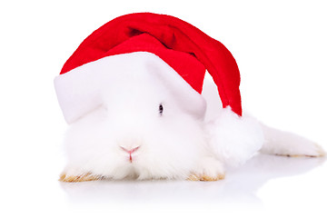 Image showing santa bunny looking to the camera 