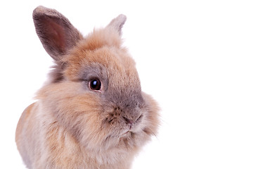 Image showing face of a little brown rabbit