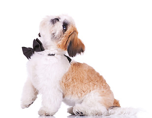 Image showing adorable shih tzu