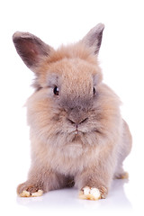 Image showing sweet little bunny posing for the camera