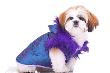 Image showing  shih tzu puppy  dressed  like a pimp