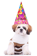 Image showing  shih tzu puppy wearing a party hat 