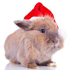 Image showing cute little santa bunny