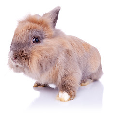 Image showing  adorable little brown bunny looking at the camera