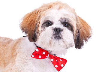 Image showing head of a cute shih tzu puppy