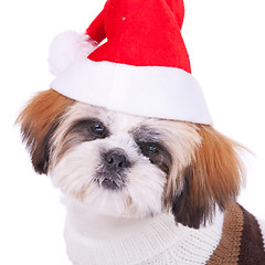 Image showing head of a cute shih tzu santa