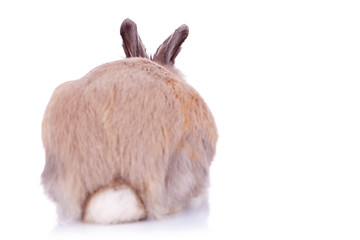 Image showing back view of a cute brown little rabbit