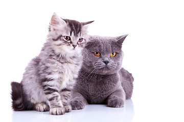 Image showing two curious british cats looking to a side