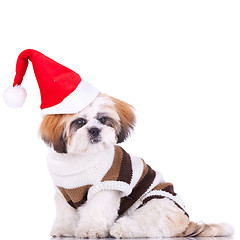 Image showing cute shih tzu santa