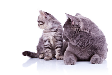 Image showing side view of two cats