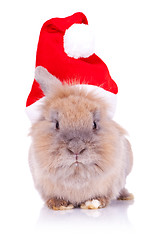 Image showing santa rabbit looking at the camera