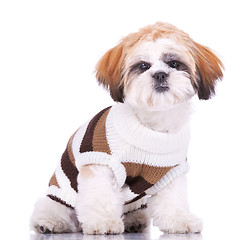 Image showing curious little shih tzu puppy, wearing clothes