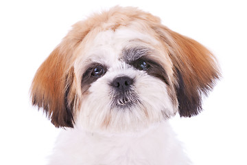 Image showing cute face of a little shih tzu 