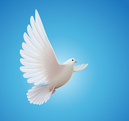 Image showing white dove 