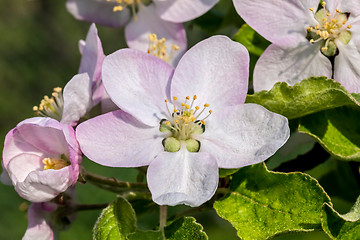 Image showing Apple Blossom