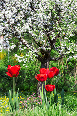 Image showing Red Tulip