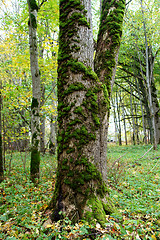 Image showing Tree trunk