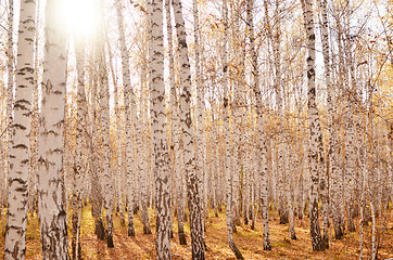 Image showing autumn forest