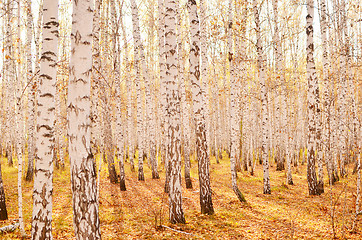 Image showing autumn forest