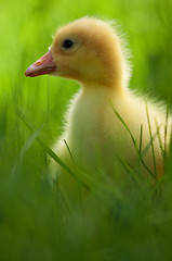 Image showing Domestic gosling