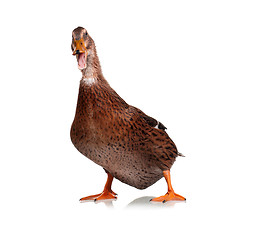 Image showing Domestic duck