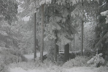 Image showing frozen forest