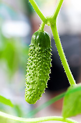 Image showing Green cucumber