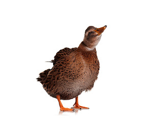 Image showing Domestic duck