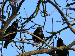 Image showing Meeting. Starlings