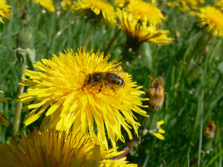 Image showing Honeybee