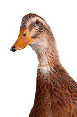 Image showing Domestic duck