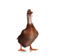 Image showing Domestic duck