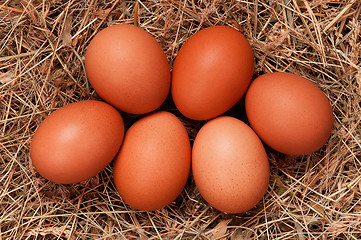 Image showing Eggs in nest