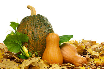 Image showing Ripe pumpkins