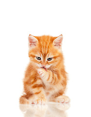 Image showing Red kitten