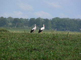 Image showing White storks