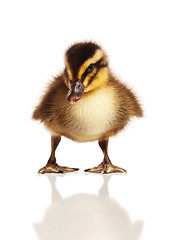 Image showing Domestic duckling