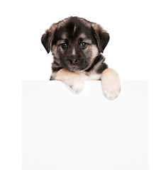 Image showing Puppy with paper